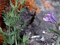 Sticky Catmint